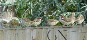 House Sparrow